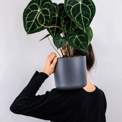 Plants Store Gallery Img 1